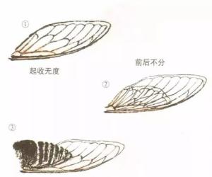 膜翅目(学名hymenoptera)是昆虫纲中的一个目,它的名字来自于其膜一般