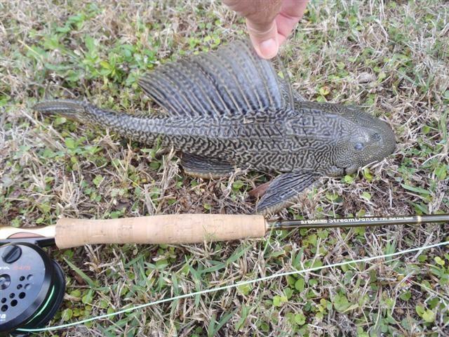 ygoplichthys multiradiatus,是辐鳍鱼纲,鲶形目,骨甲鲶科的其中一种