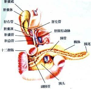 (1)腹痛:急性胰腺炎多数为突然发病,表现为剧烈的上腹痛,并多向肩背部