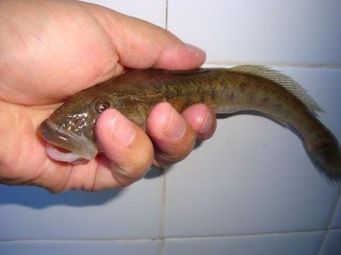 其实它学名叫作矛尾刺虾虎鱼,是2000多类虾虎鱼的一种,简称虾虎鱼.