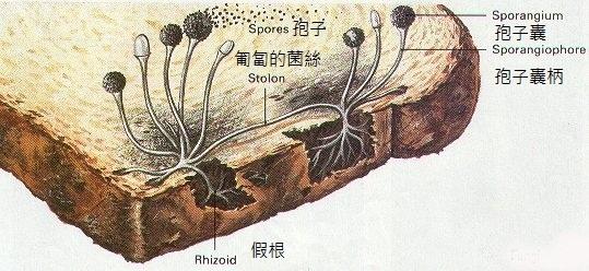 面包霉