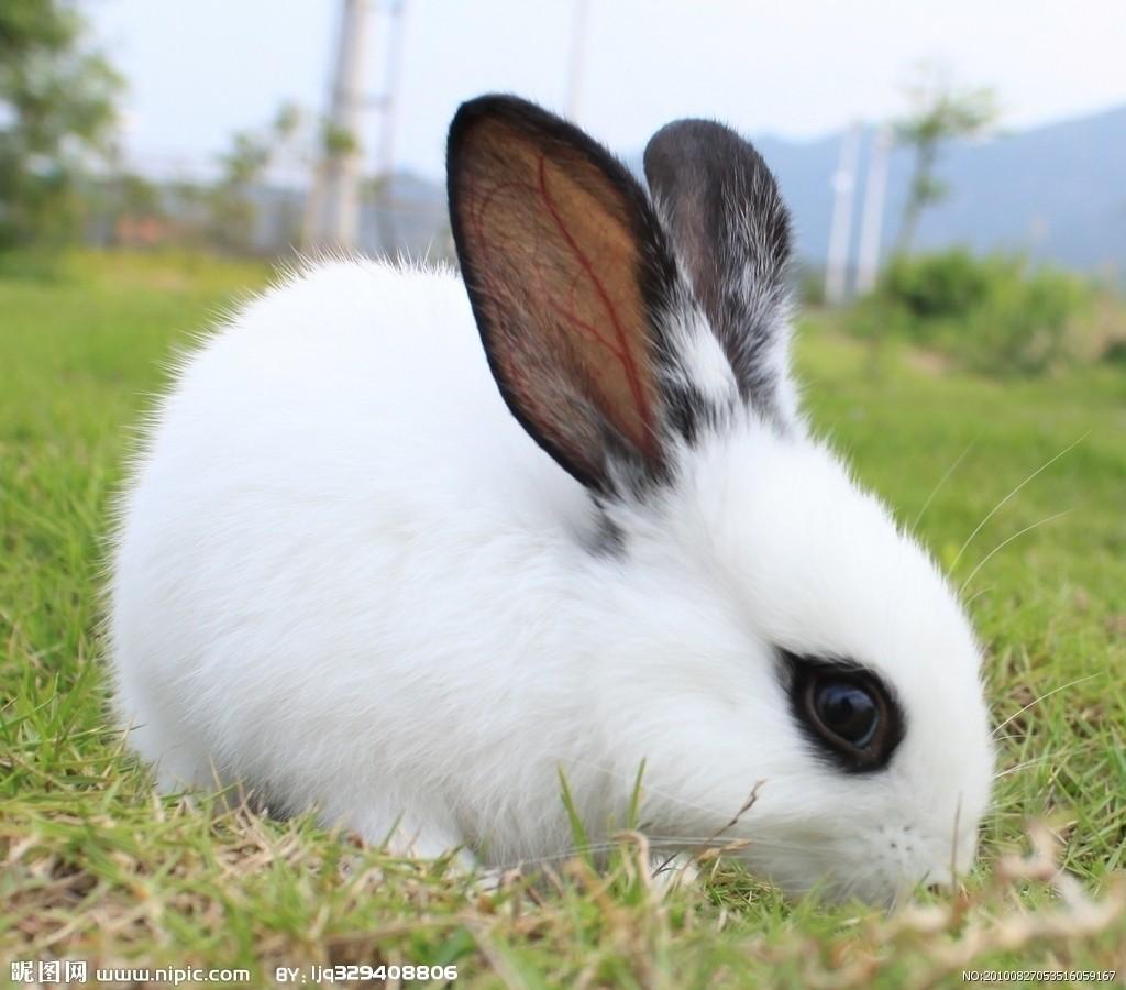 通常我们所说的兔子,都是指中国白兔,大多数人也认为兔子就是小白兔.