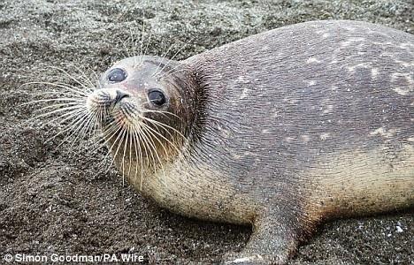 phoca caspica,属海豹科海豹属的一种动物,又叫做"里海环斑海豹""喀