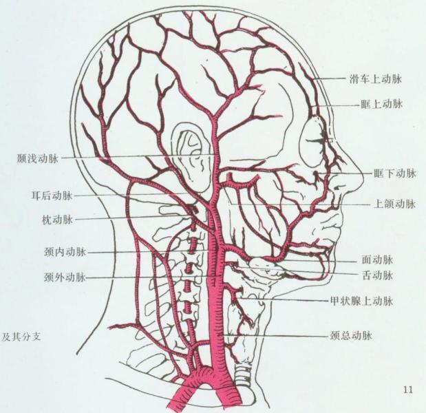 颈外动脉