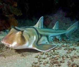 澳大利亚虎鲨