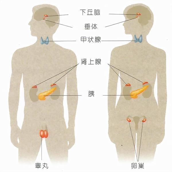 内分泌系统