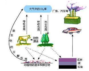 碳循环(carbon cycle,是指碳元素在自然界的循环状态.