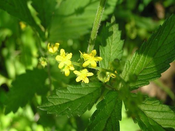 西洋龙芽草