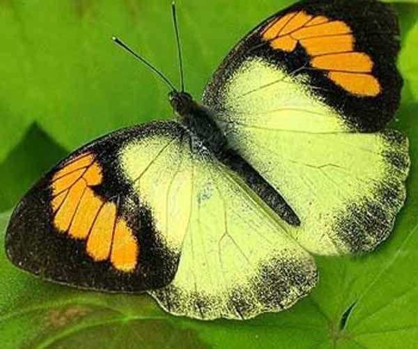 蝴蝶排名_蝴蝶简笔画(2)