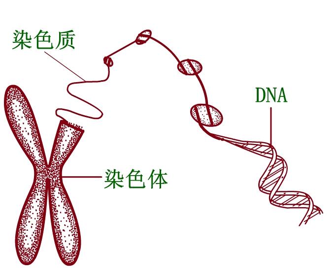 染色质