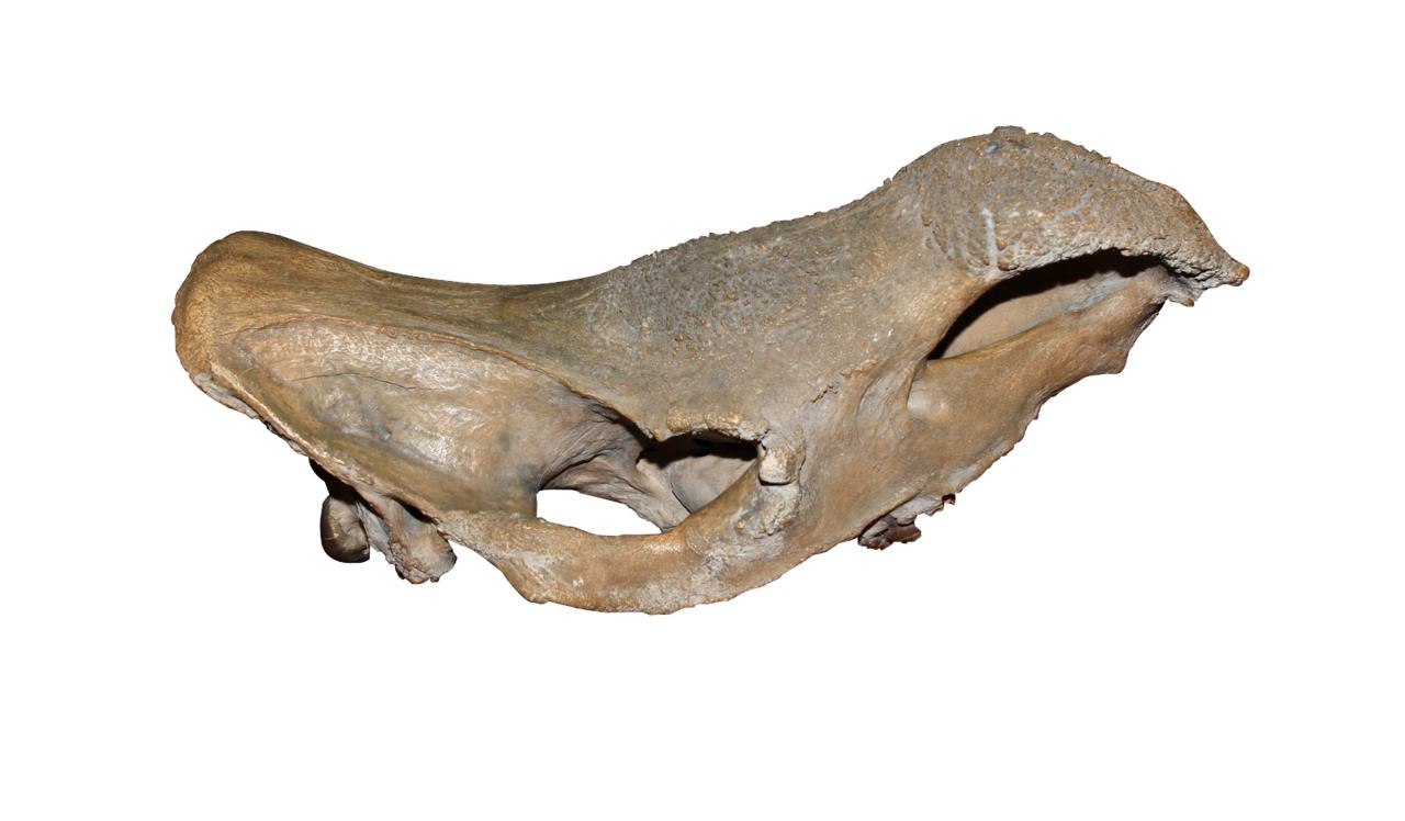 披毛犀头骨化石