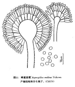 蜂蜜曲霉