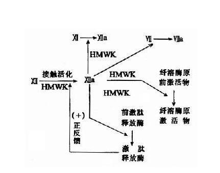 凝血八因子