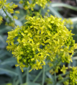 菘蓝菘蓝菘蓝菘蓝松蓝菘蓝菘蓝词条信息词条浏览:54164次最近更新:22.