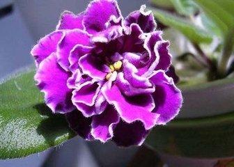爱丽丝花