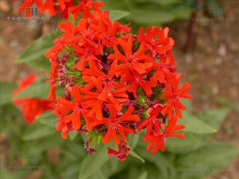 剪秋罗,别名:大花剪秋罗,拉丁文名:lychnis fulgens fisch.