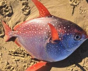 月亮鱼(5)月亮鱼(moonfish[1,属月鱼科,月鱼属,鲈形目,是鲹科的丝鳍