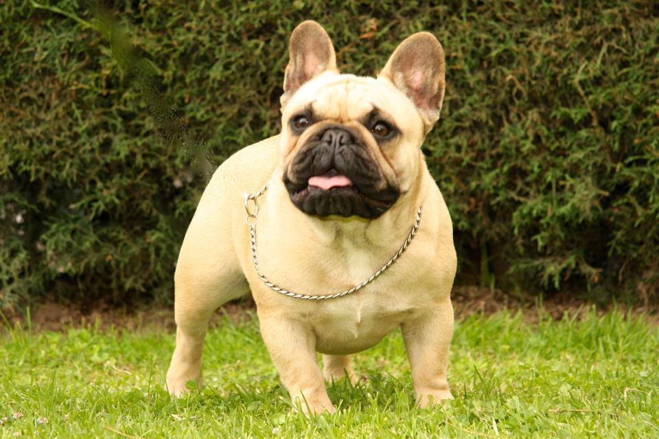摘要 [1]法国斗牛犬是能力很强的优秀警卫犬,而且活泼,聪明,肌肉发达