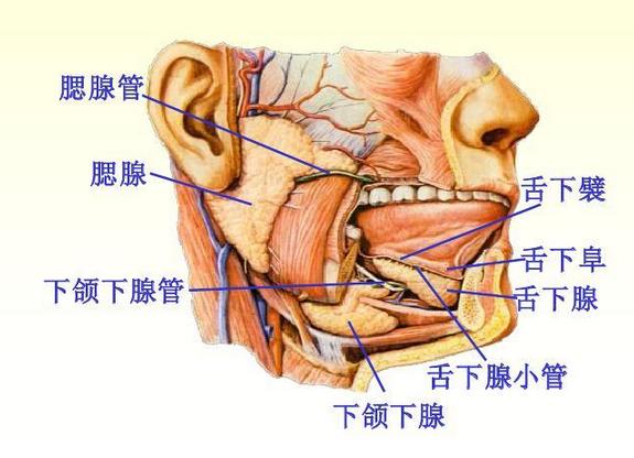 唾液分泌