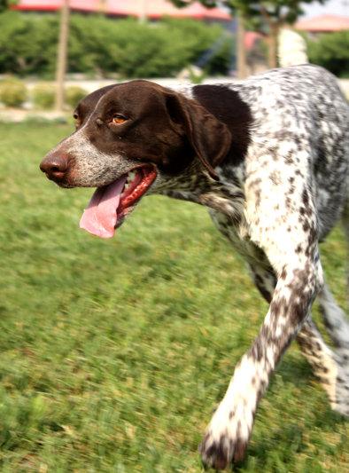 德国短毛指示猎犬