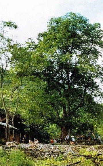 湖南现珍稀青檀树_青檀树收入