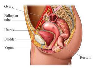 全部版本 最新版本  女性尿道可分为上中下三部:上部的组织结构,和