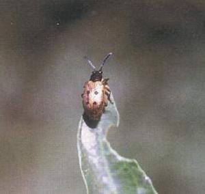 枸杞负泥虫