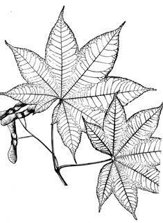 槭  界 植物界  纲 双子叶植物纲dicotyledoneae  科 槭树科aceraceae