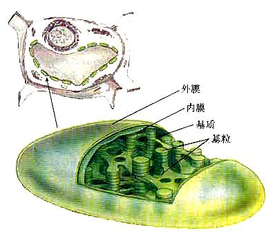 叶绿体基质