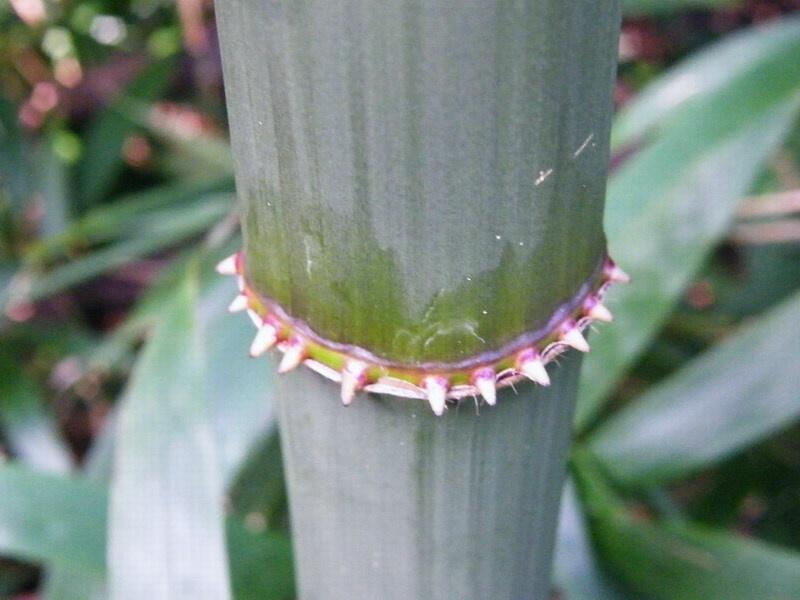 四方竹