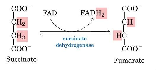 琥珀酸脱氢酶