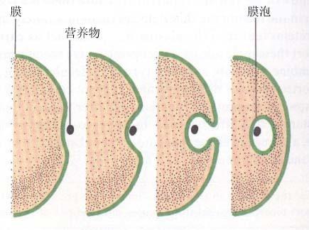 胞饮作用