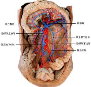 小肠的作用