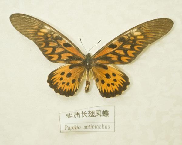 非洲长翅凤蝶
