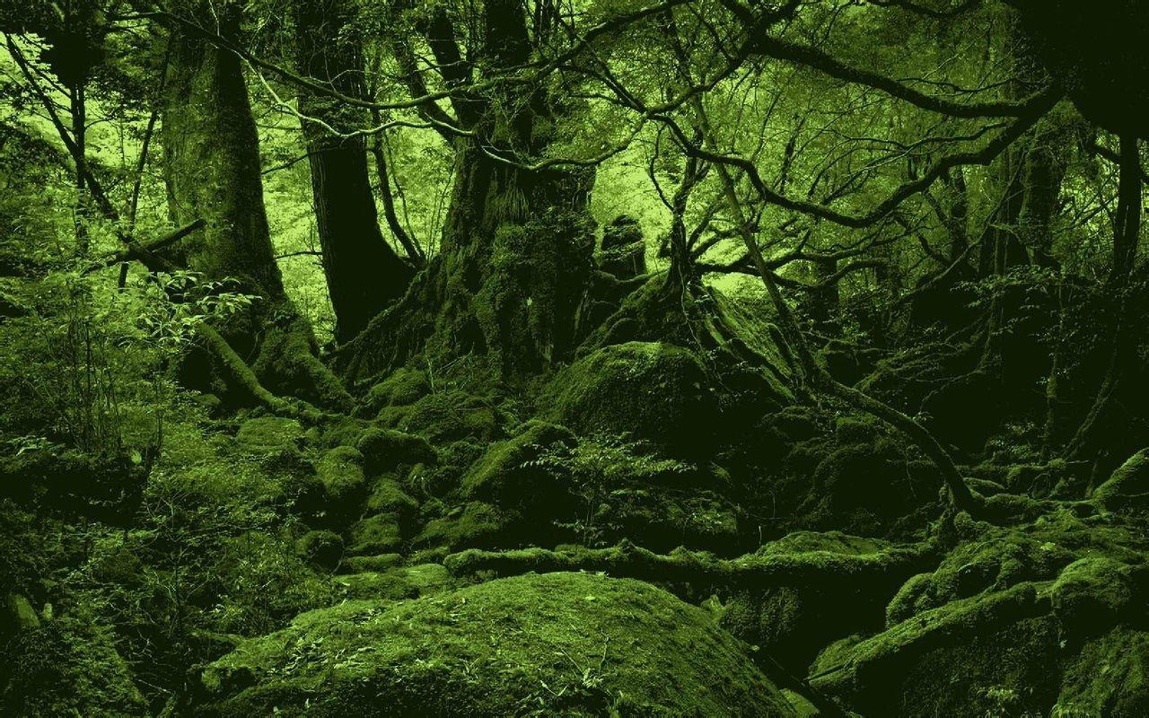 亚马逊热带雨林