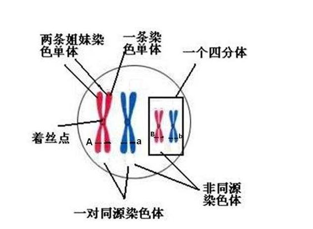 全部版本 最新版本 姐妹染色单体是对原有染色单体概念的拓展和深化.