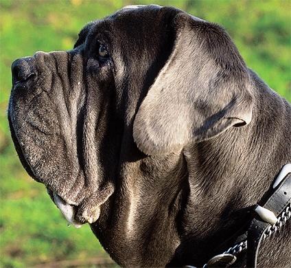 宠物排名前十_排名前十微信头像图片(3)