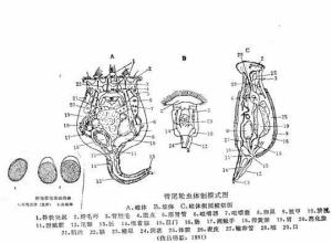 借头冠纤毛的转动作旋转或螺旋式运动,另一些有附肢的种类如三肢轮虫