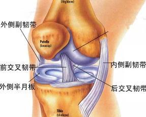 全部版本 历史版本  膝关节(knee joint)由股骨内,外侧髁和胫骨内