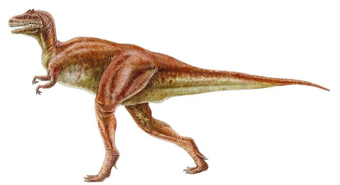 它们都属于,常常被称为食肉龙或食肉蜥蜴.肉食性恐龙靠后肢行走.