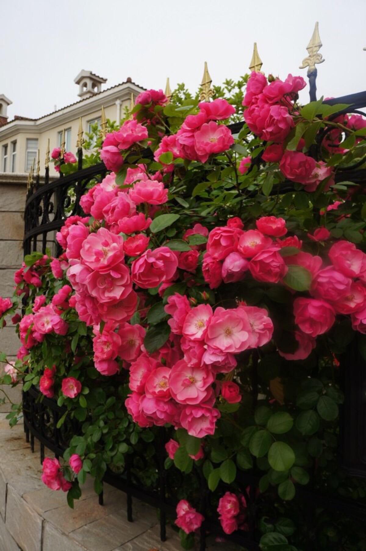 埃菲尔铁塔是蔷薇科蔷薇属多年生草本植物,喜光,耐旱,为一种花卉植物