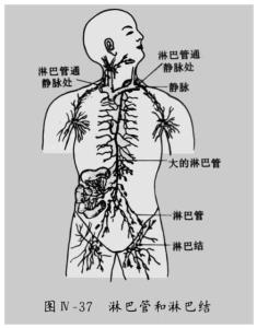最细的淋巴管叫毛细淋巴管,人体除软骨,角膜,晶状体,内耳,胎盘外,都有