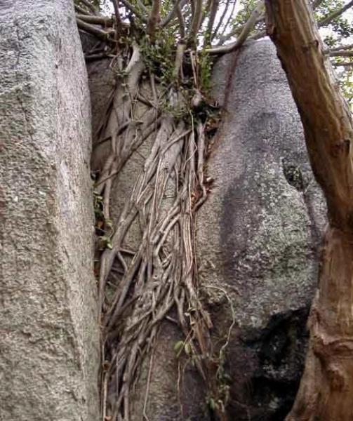 生物风化作用