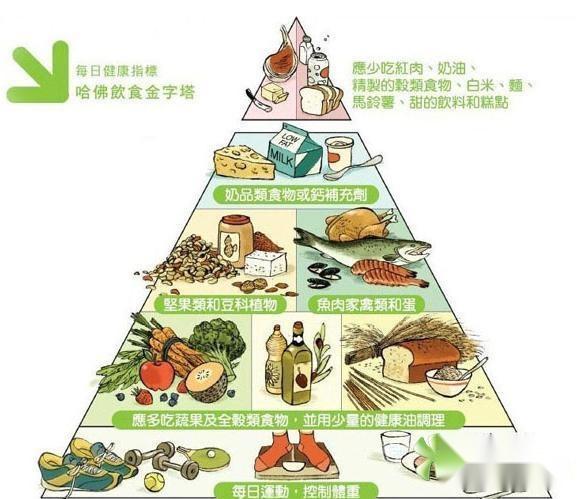 食物金字塔