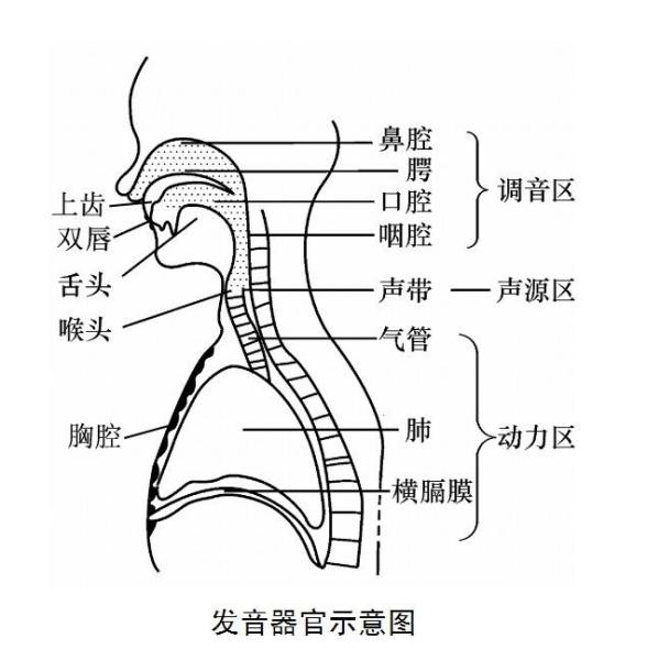 共鸣器官共鸣器官包括全部发声系统的空腔:胸腔,喉腔,咽腔,口腔,鼻腔