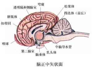 所有 大脑皮层与脊髓间的上行及下行 神经通路都经过中脑,同时,中脑