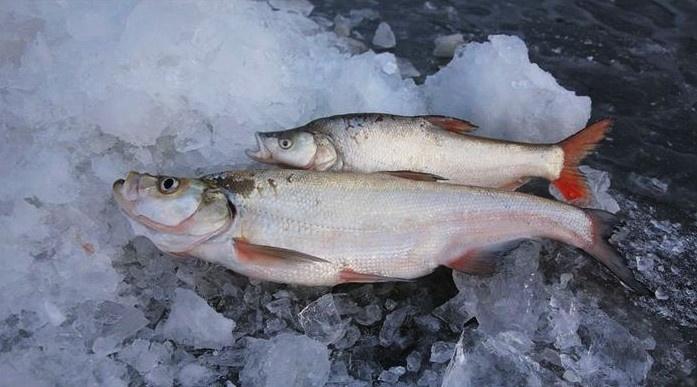 各种各样的鱼视频大全集 800