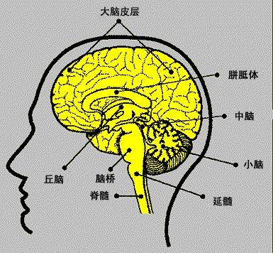 大脑各个区域的功能图 大脑的八个功能分区_大脑功能区域分布图