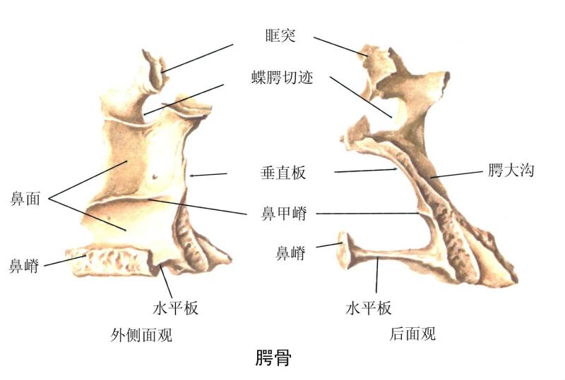 腭骨