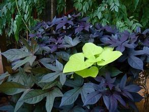 地瓜是什么植物 800